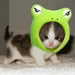 cat in frog hat :)